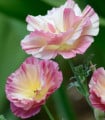 Sluncovka kalifornská plnokvětá růžová - Eschscholzia californica - semena sluncovky - 150 ks