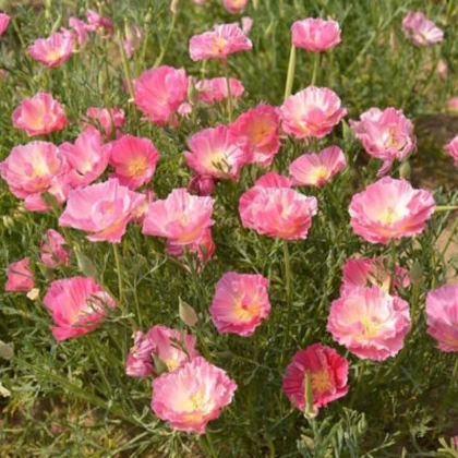 Sluncovka kalifornská plnokvětá růžová - Eschscholzia californica - semena sluncovky - 150 ks