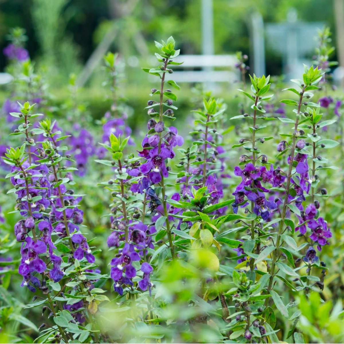 Angelonie úzkolistá Serenita purple - Angelonia serenita - semena angelonie - 6 ks