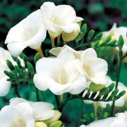 Frézie bílá - Freesia - hlízy frézie - 3 ks