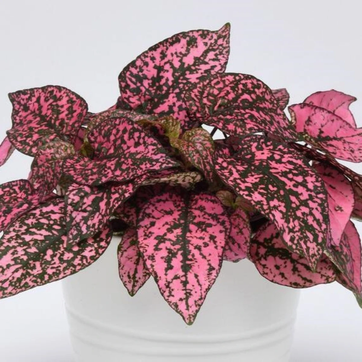 Podrostovka listoklasá Splash Select Rose - Hypoestes - semena podrostovky - 30 ks