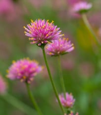 Pestrovka Fireworks - Gomphrena pulchella - semena pestrovky - 20 ks