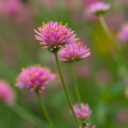 Pestrovka Fireworks - Gomphrena pulchella - semena pestrovky - 20 ks