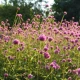 Pestrovka Fireworks - Gomphrena pulchella - semena pestrovky - 10 ks