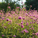 Pestrovka Fireworks - Gomphrena pulchella - semena pestrovky - 20 ks