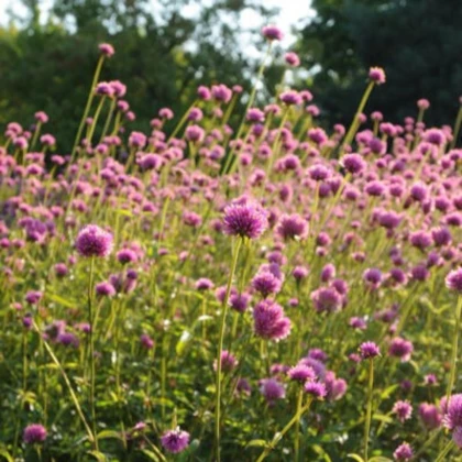 Pestrovka Fireworks - Gomphrena pulchella - semena pestrovky - 10 ks