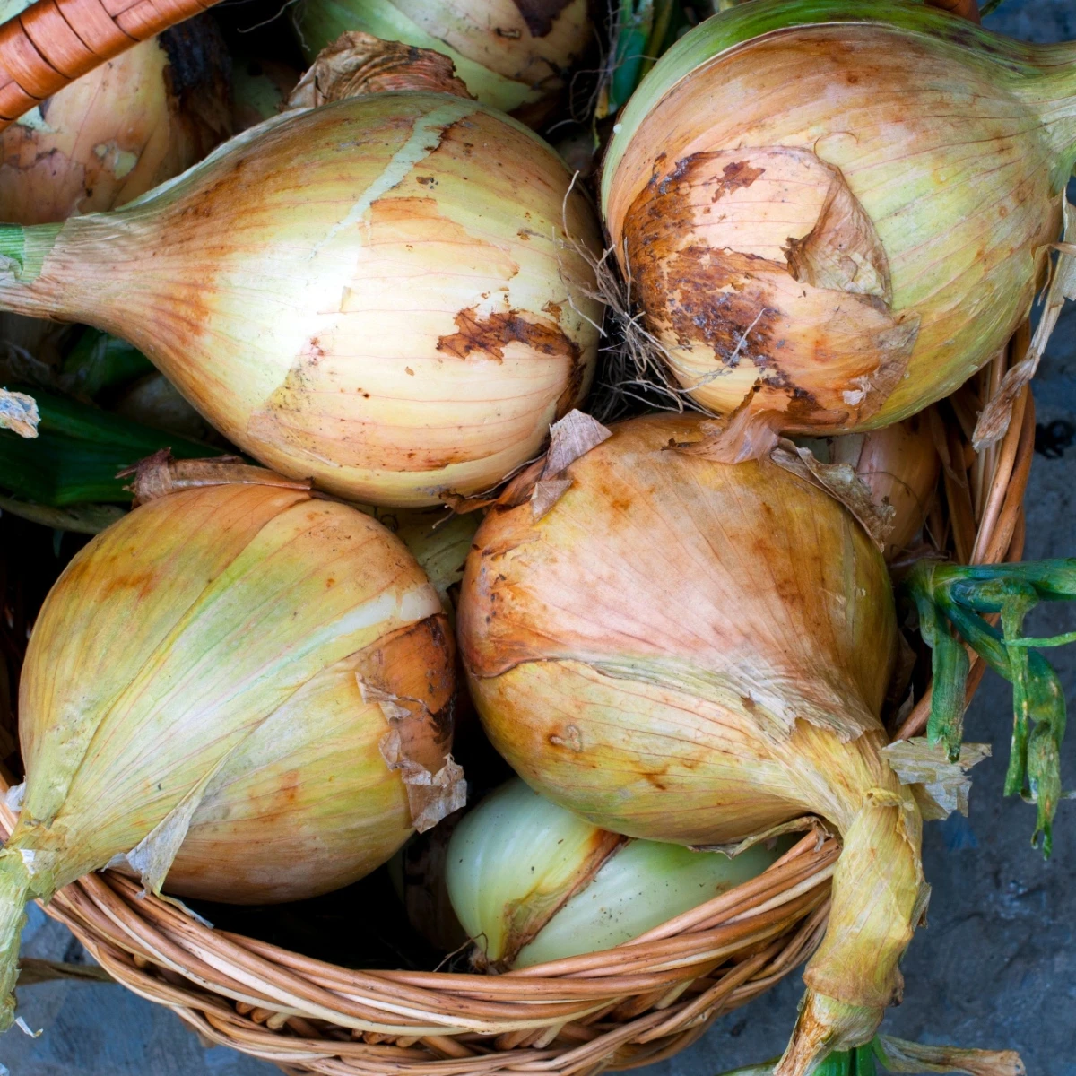 Cibule Exhibition - Allium cepa - semena cibule - 100 ks