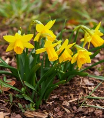 Narcis Tete a Tete - Narcissus - cibule narcisu - 3 ks