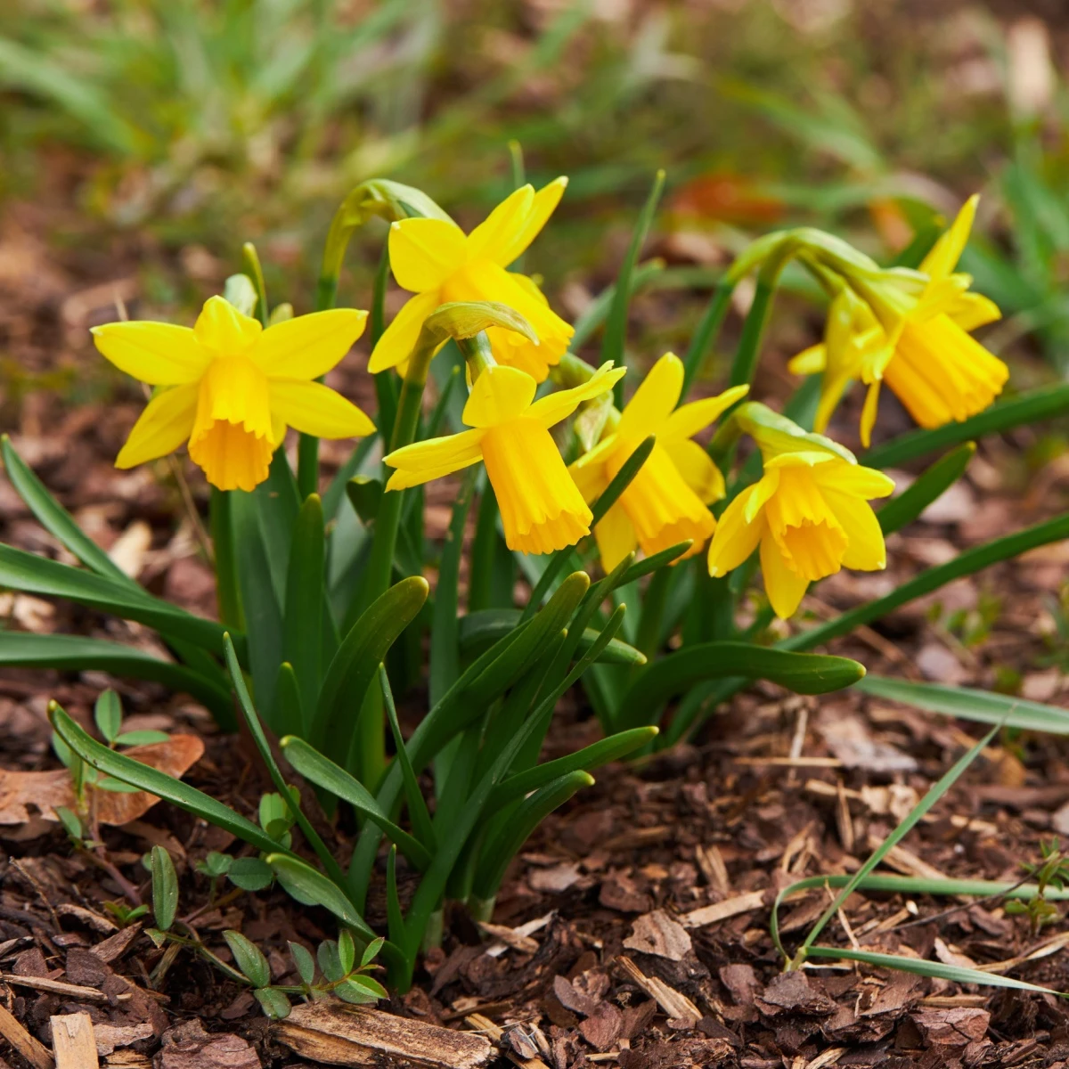 Narcis Tete a Tete - Narcissus - cibule narcisu - 3 ks