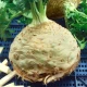 Celer bulvový Neon - Apium graveolens var. - semena celeru - 300 ks