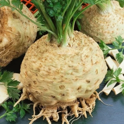Celer bulvový Kompakt - Apium graveolens var. - semena celeru - 300 ks