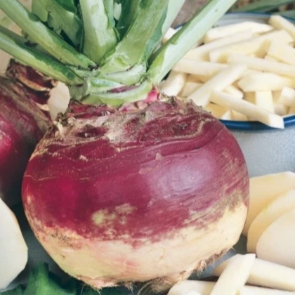 Tuřín Gowrie - Brassica napus var. napobrassica - semena tuřínu - 200 ks