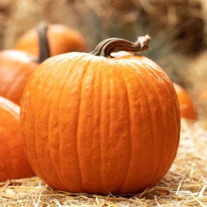 Tykev Jack O Lantern - Cucurbita pepo - semena dýně - 1 g