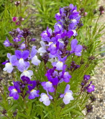 Lnice marocká Licilia Azure - Linaria maroccana - semena lnice - 100 ks