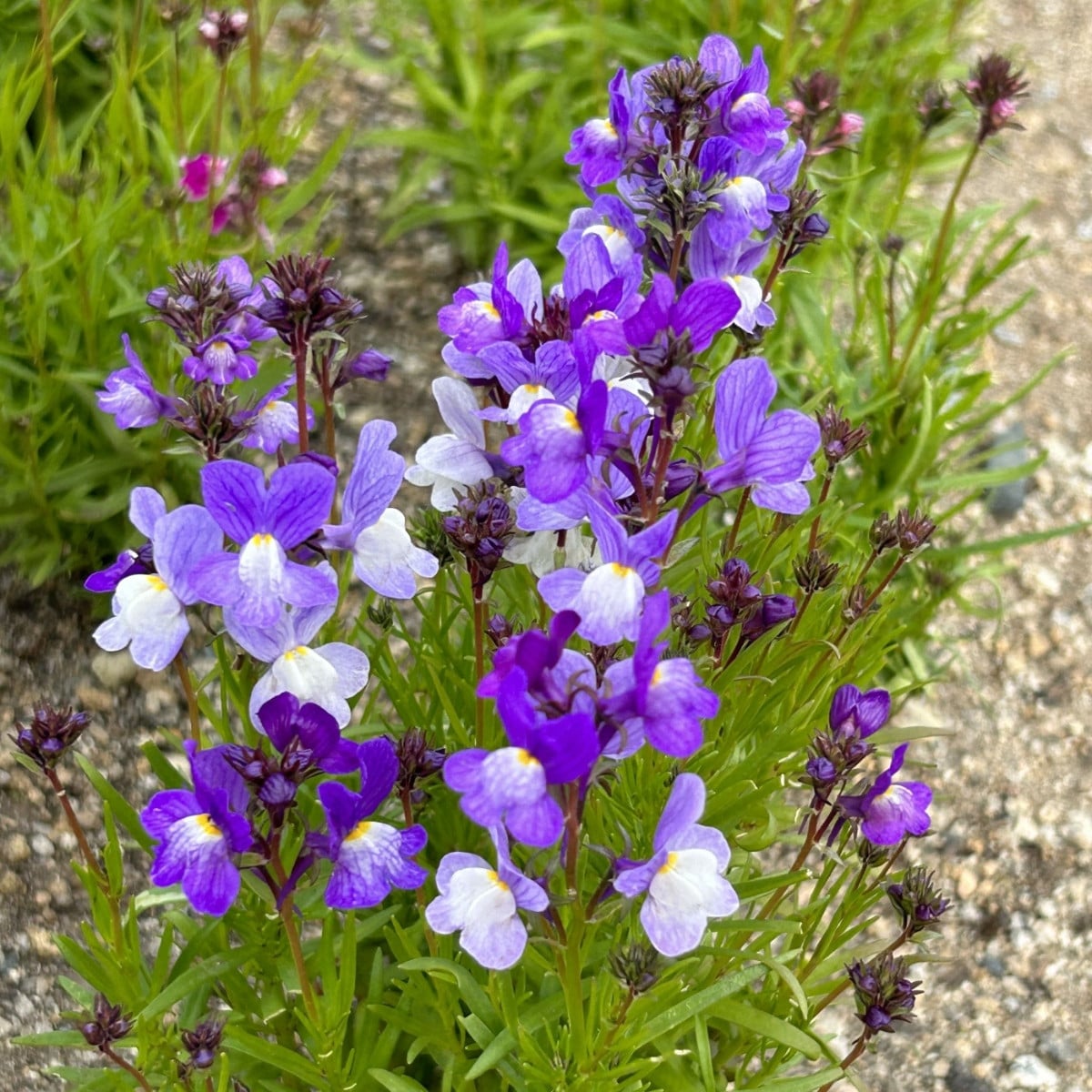Lnice marocká Licilia Azure - Linaria maroccana - semena lnice - 100 ks