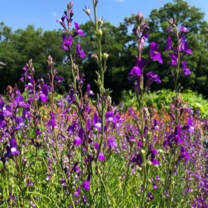 Lnice marocká Licilia Azure - Linaria maroccana - semena lnice - 100 ks