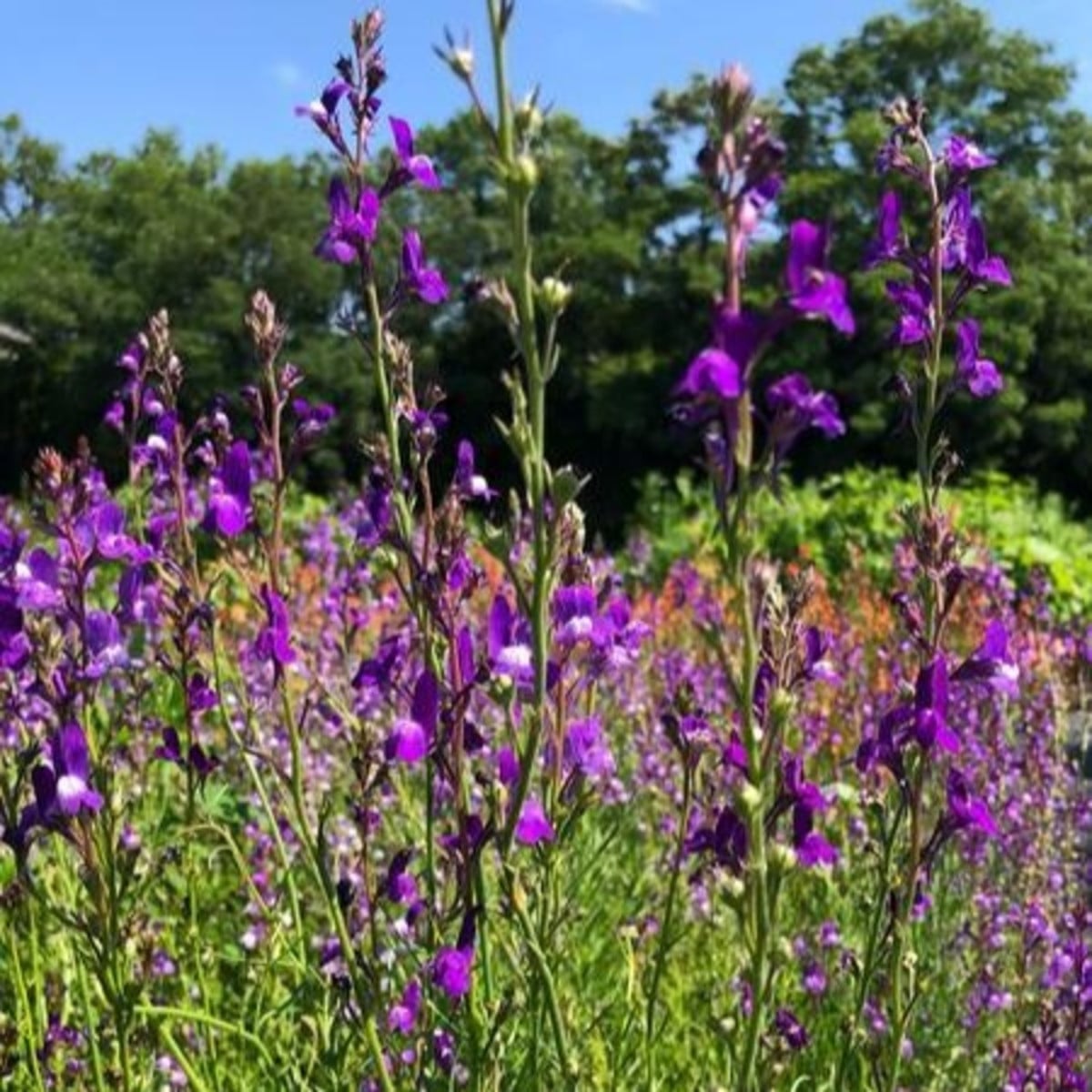 Lnice marocká Licilia Azure - Linaria maroccana - semena lnice - 100 ks