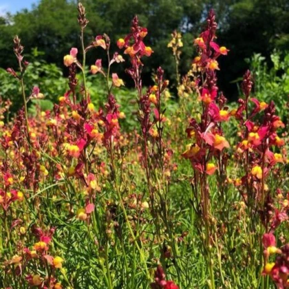 Lnice marocká Licilia Peach - Linaria maroccana - semena lnice - 30 ks