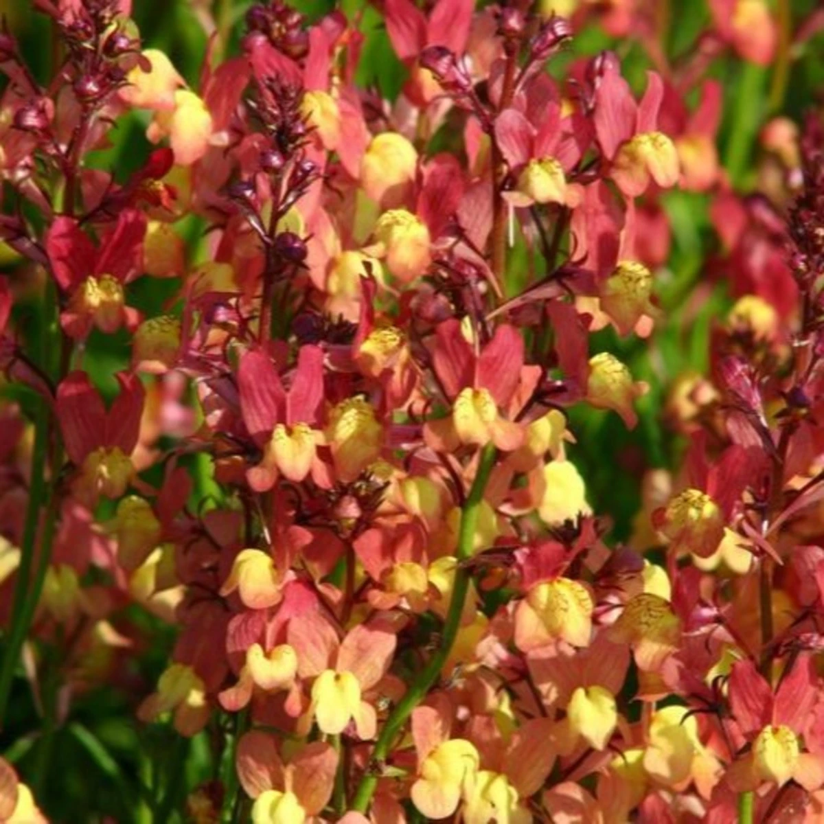 Lnice marocká Licilia Peach - Linaria maroccana - semena lnice - 30 ks