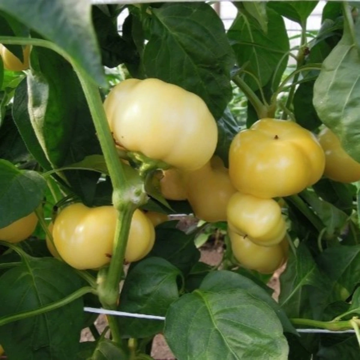 Paprika roční Jablina F1 - Capsicum annuum - semena papriky - 10 ks