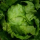 Salát ledový Stamir - Lactuca sativa L. var. capitala - semena salátu - 300 ks