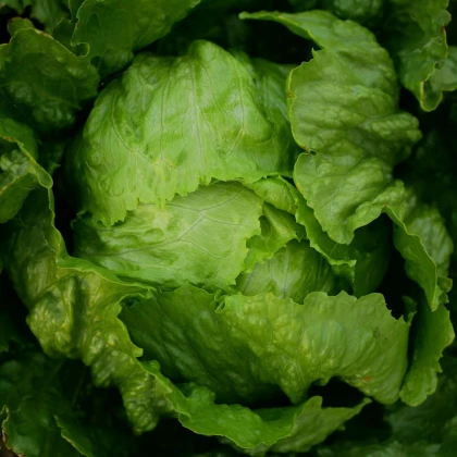 Salát ledový Stamir - Lactuca sativa L. var. capitala - semena salátu - 300 ks