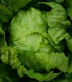 Salát ledový Stamir - Lactuca sativa L. var. capitala - semena salátu - 300 ks