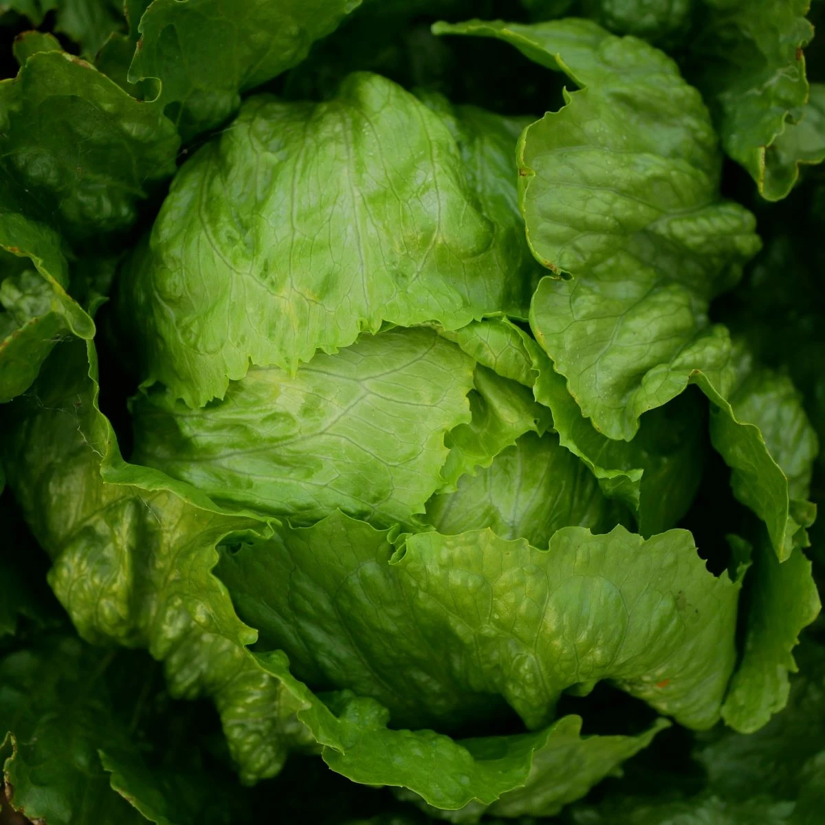 Salát ledový Stamir - Lactuca sativa L. var. capitala - semena salátu - 300 ks