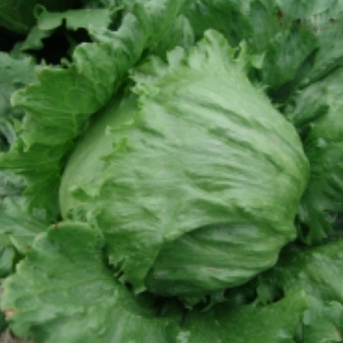 Salát ledový Stamir - Lactuca sativa L. var. capitala - semena salátu - 300 ks