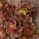 Salát ledový Derel - Lactuca sativa L. var. capitala - semena salátu - 200 ks