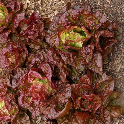 Salát ledový Derel - Lactuca sativa L. var. capitala - semena salátu - 200 ks