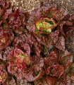 Salát ledový Derel - Lactuca sativa L. var. capitala - semena salátu - 200 ks