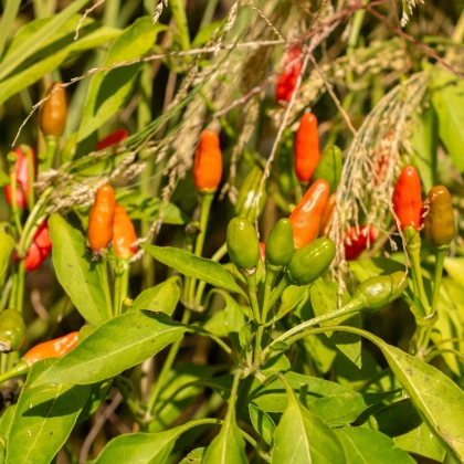Chilli Zimbabwe Birds eye - Capsicum chinense - semena chilli - 8 ks