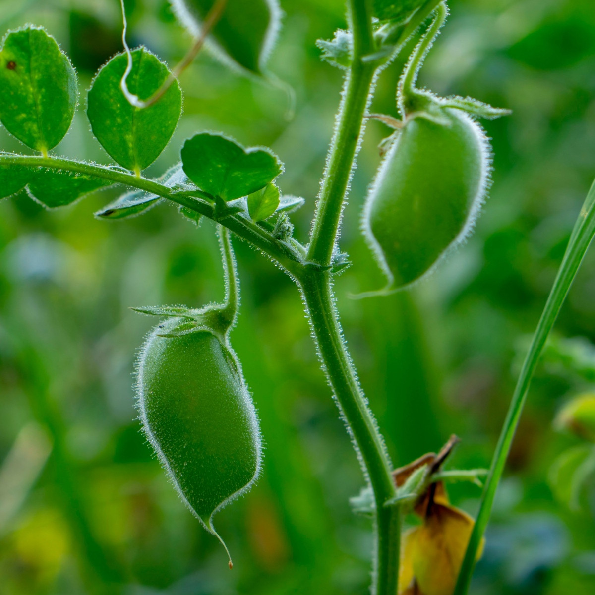 Cizrna Donia - Cicer - semena cizrny - 15 ks