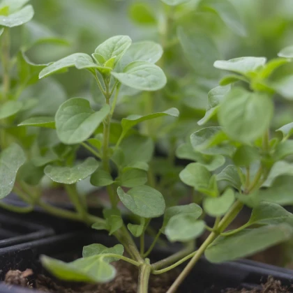 Majoránka zahradní Marietta - Origanum Majorana L. - semena majoránky - 300 ks