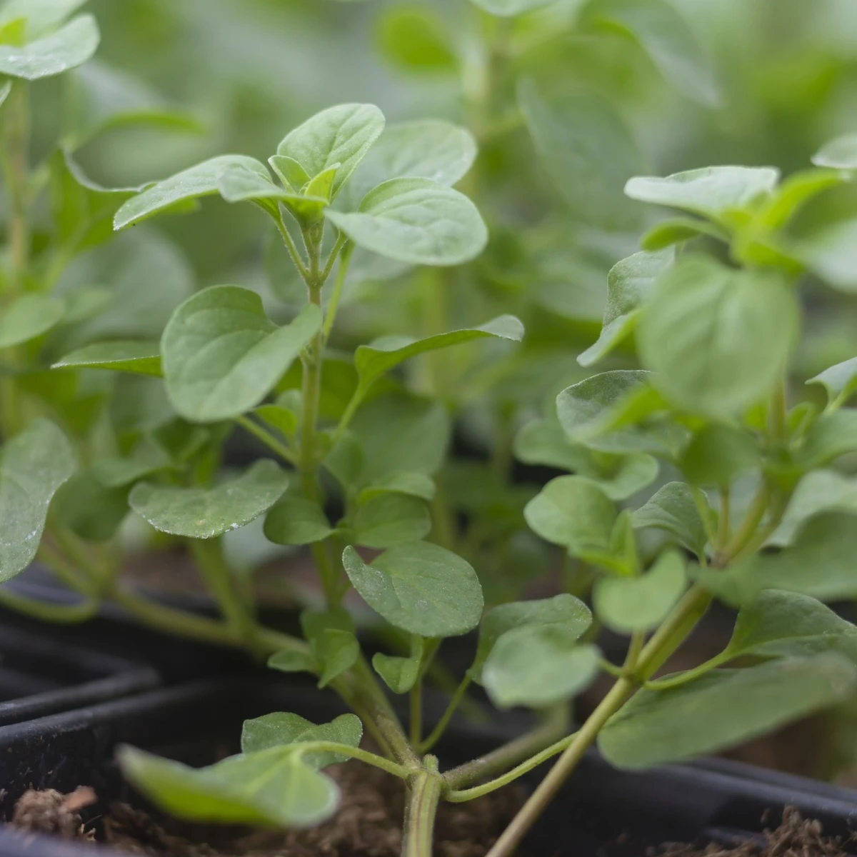 Majoránka zahradní Marietta - Origanum Majorana L. - semena majoránky - 300 ks