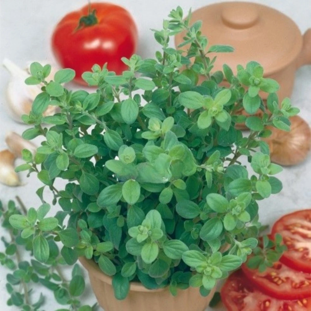 Majoránka zahradní Marietta - Origanum Majorana L. - semena majoránky - 300 ks