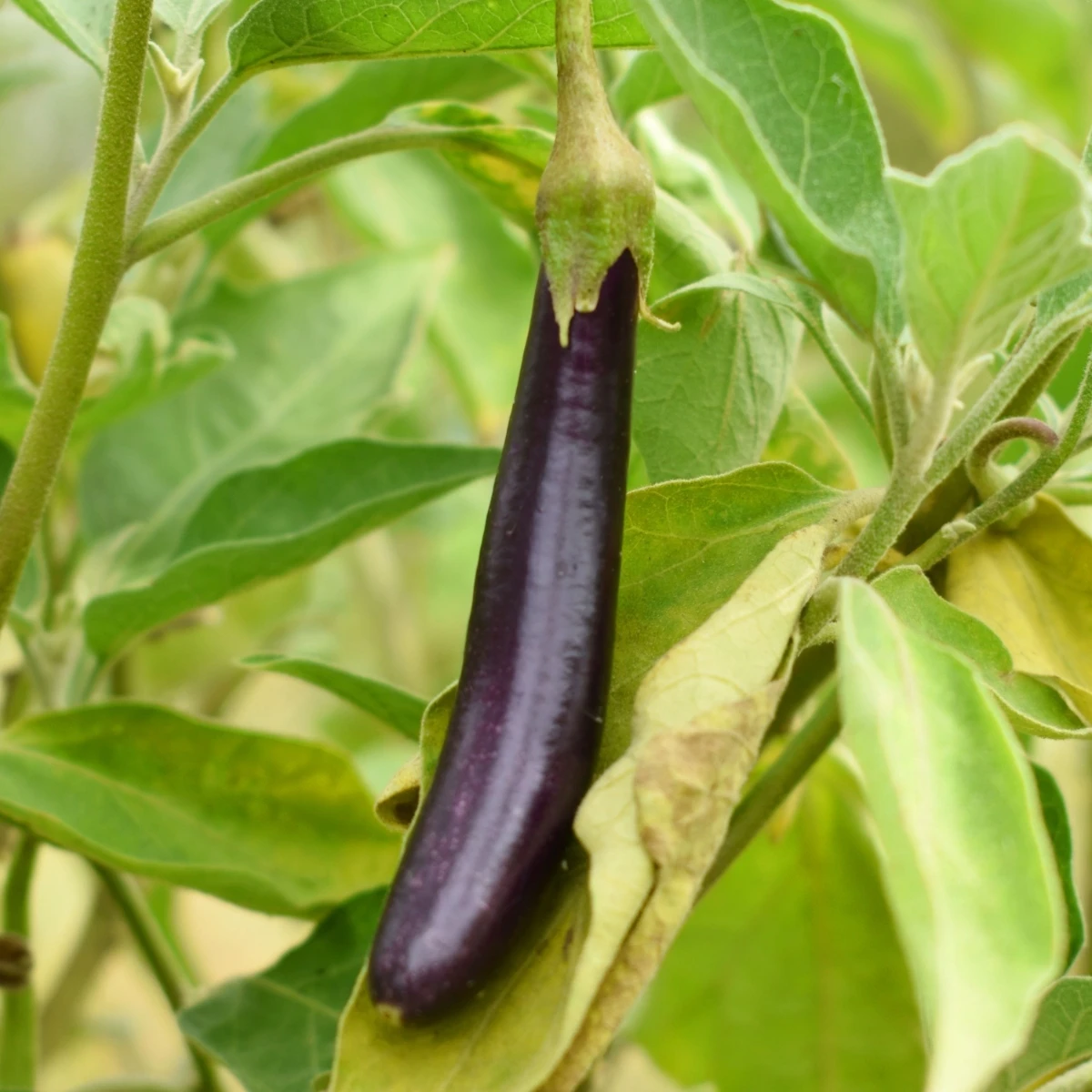 Lilek Klasik - Solanum melongena - semena lilku - 50 ks