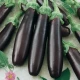 Lilek Klasik - Solanum melongena - semena lilku - 50 ks