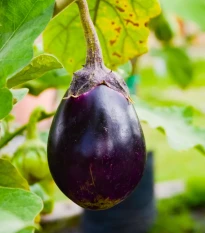 Lilek Krasan - Solanum melongena - semena lilku - 100 ks