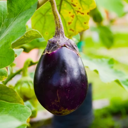 Lilek Krasan - Solanum melongena - semena lilku - 100 ks