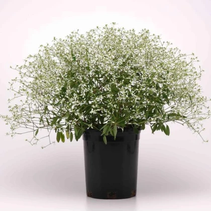 Pryšec trávovitý Glamour F1 - Euphorbia graminea - semena pryšce - 12 ks
