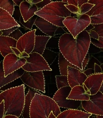 Africká kopřiva Sun Chocolate Mint - Coleus blumei - semena africké kopřivy - 20 ks