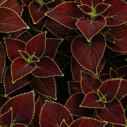 Africká kopřiva Sun Chocolate Mint - Coleus blumei - semena africké kopřivy - 20 ks