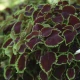 Africká kopřiva Sun Chocolate Mint - Coleus blumei - semena africké kopřivy - 20 ks