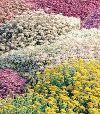 Květinová směs do skalky - Zahradní sen - Sperli - 1 ks