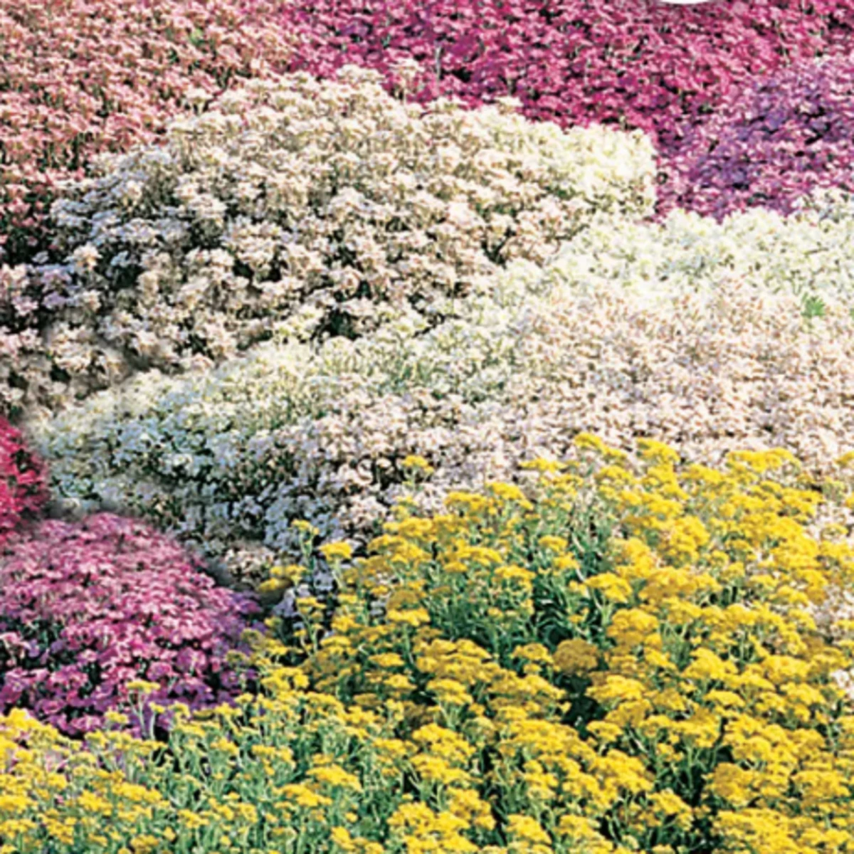 Květinová směs do skalky - Zahradní sen - Sperli - 1 ks