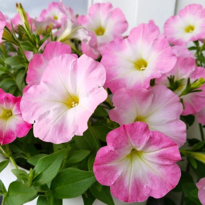 Petúnie Mistral Pearly F1 - Petunia grandiflora - semena petúnie - 15 ks