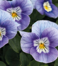 Violka rohatá Sorbet Lavender Pink - Viola cornuta - semena violky - 20 ks