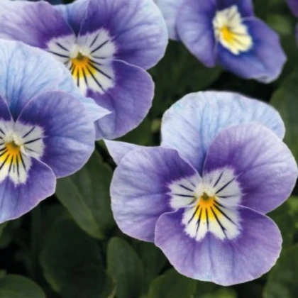 Violka rohatá Sorbet Lavender Pink - Viola cornuta - semena violky - 20 ks